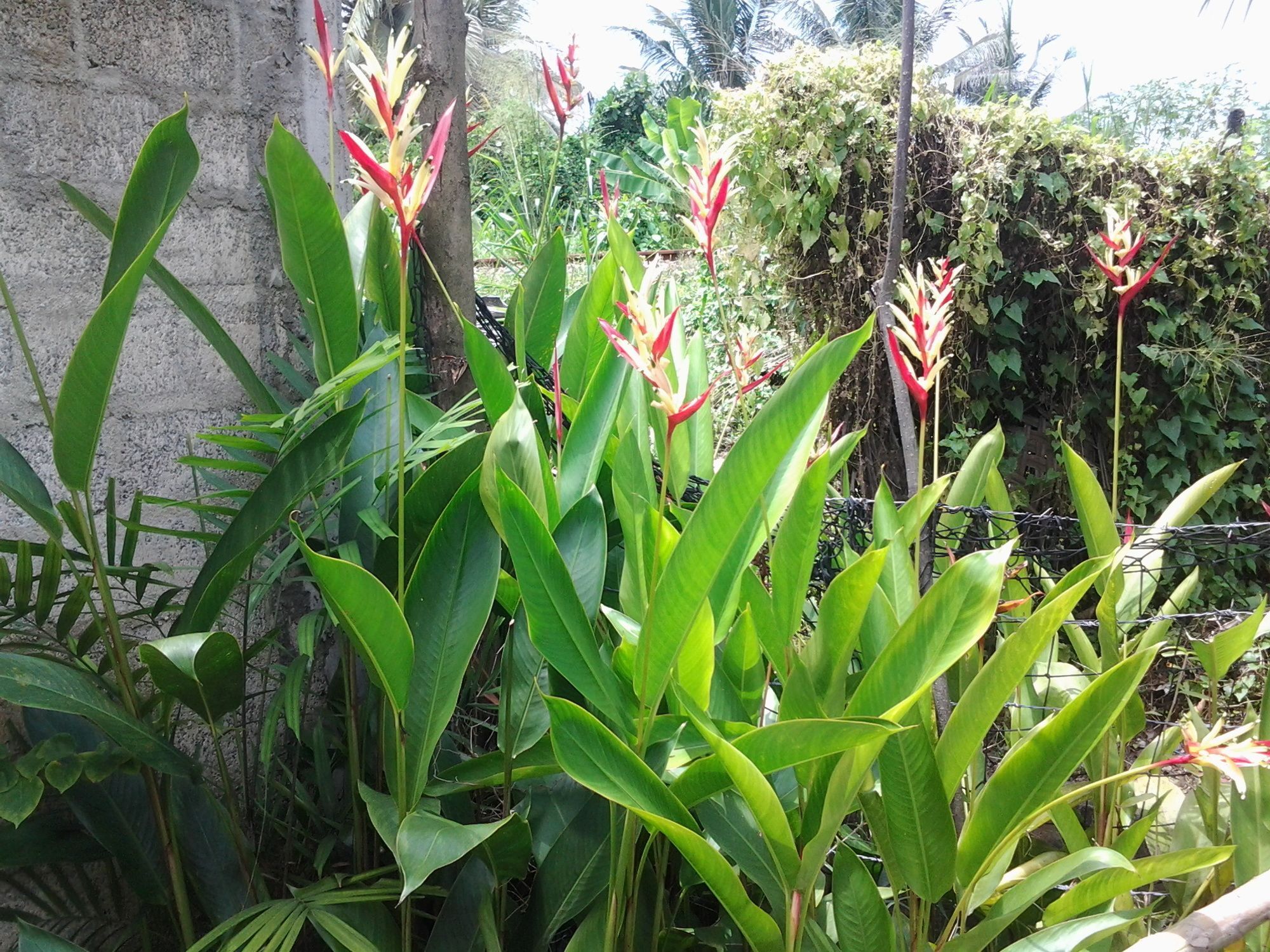 Orchid Villa #10 Hikkaduwa Dış mekan fotoğraf